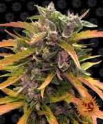 BARNEY'S FARM - GORILLA GLUE AUTO FEM