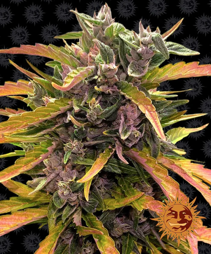 BARNEY'S FARM - GORILLA GLUE AUTO FEM - immagine 1