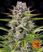BARNEY'S FARM - GORILLA ZKITTLEZ AUTO FEM