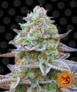 BARNEY'S FARM - GORILLA ZKITTLEZ FEM