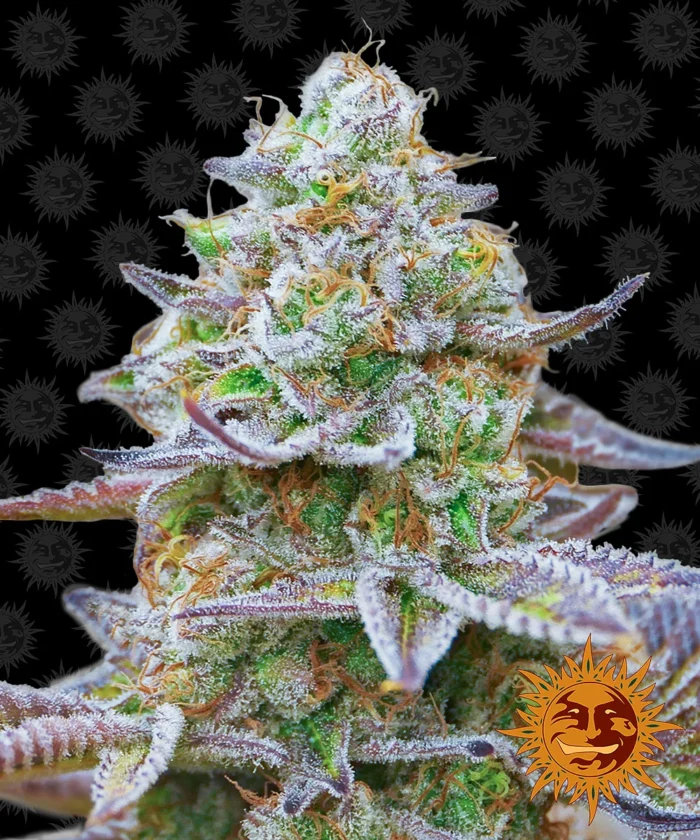 BARNEY'S FARM - GORILLA ZKITTLEZ FEM - Imagen 1
