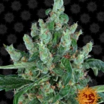 BARNEY'S FARM - LAUGHING BUDDHA FEM