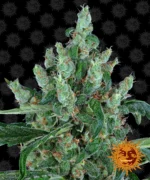 BARNEY'S FARM - LAUGHING BUDDHA FEM