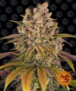 BARNEY'S FARM - LEMON TREE FEM Disponibili fino a fine scorte
