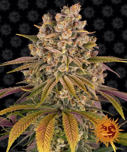 BARNEY'S FARM - LEMON TREE FEM Disponible hasta fin de existencias