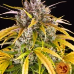 BARNEY'S FARM - LSD AUTO FEM