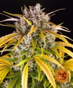 BARNEY'S FARM - LSD AUTO FEM