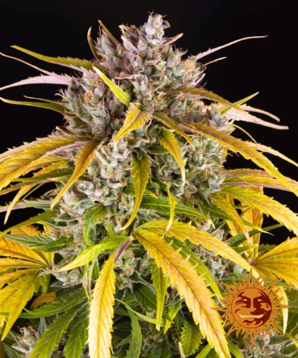 BARNEY'S FARM - LSD AUTO FEM