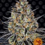 BARNEY'S FARM - LSD FEM