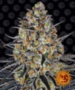 BARNEY'S FARM - LSD FEM
