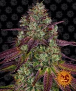 BARNEY'S FARM - MIMOSA EVO FEM