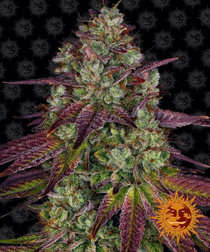 BARNEY'S FARM - MIMOSA EVO FEM - Image 1