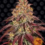 BARNEY'S FARM - MIMOSA x ORANGE PUNCH AUTO FEM