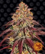 BARNEY'S FARM - MIMOSA x ORANGE PUNCH AUTO FEM