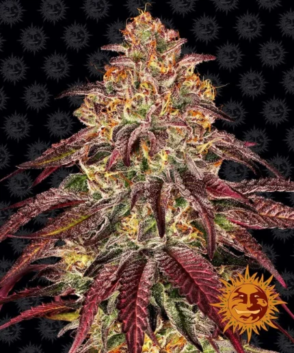 BARNEY'S FARM - MIMOSA x ORANGE PUNCH AUTO FEM