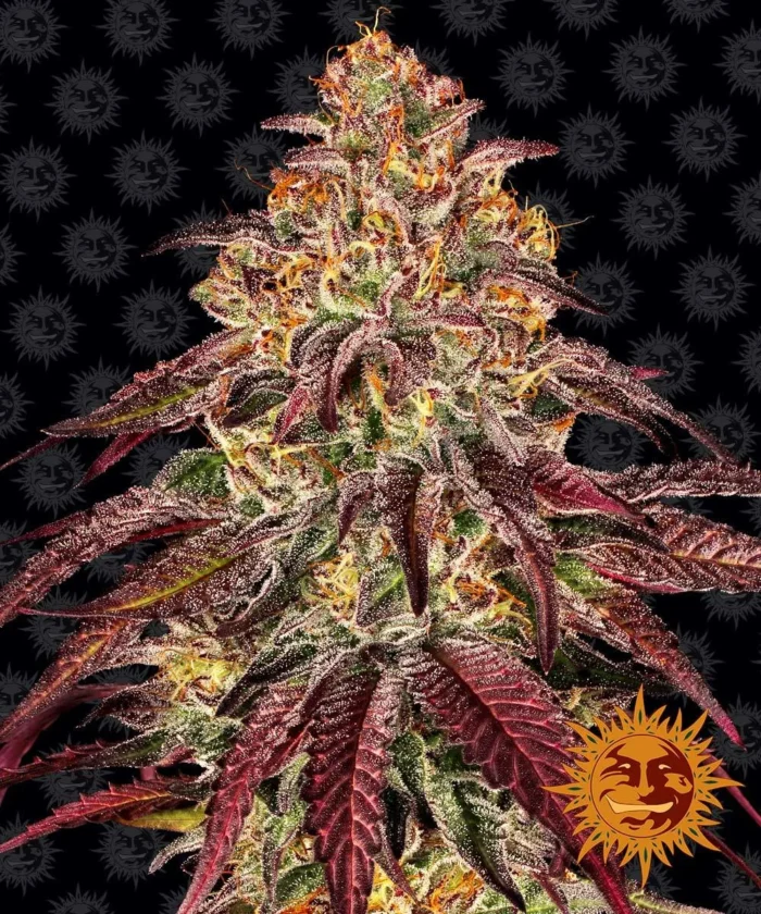 BARNEY'S FARM - MIMOSA x ORANGE PUNCH AUTO FEM - Imagen 1