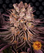 BARNEY'S FARM - MIMOSA x ORANGE PUNCH FEM