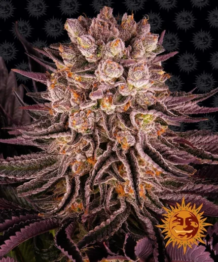 BARNEY'S FARM - MIMOSA x ORANGE PUNCH FEM