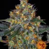 BARNEY'S FARM - MOBY DICK AUTO FEM