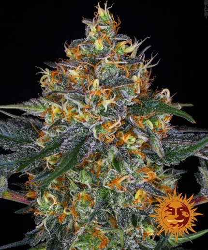 BARNEY'S FARM - MOBY DICK AUTO FEM