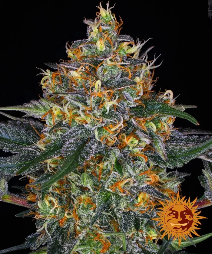BARNEY'S FARM - MOBY DICK AUTO FEM - Imagen 1