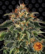 BARNEY'S FARM - MOBY DICK FEM