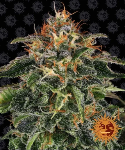BARNEY'S FARM - MOBY DICK FEM