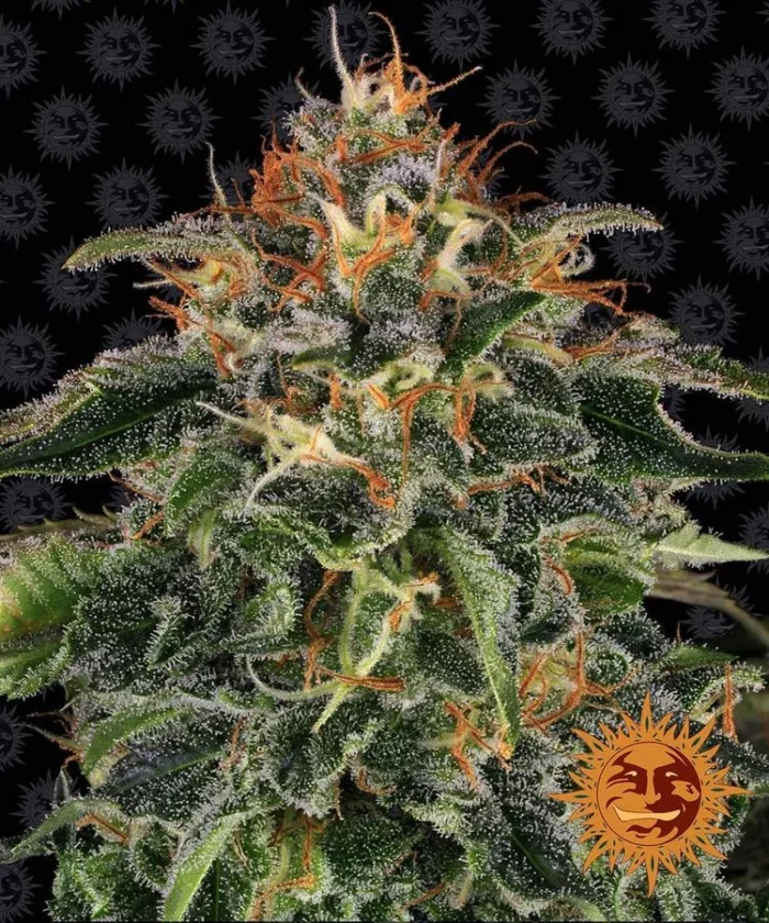 BARNEY'S FARM - MOBY DICK FEM - immagine 1