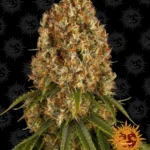 BARNEY'S FARM - ORANGE SHERBERT FEM Disponible hasta fin de existencias