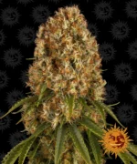 BARNEY'S FARM - ORANGE SHERBERT FEM Available while stocks last