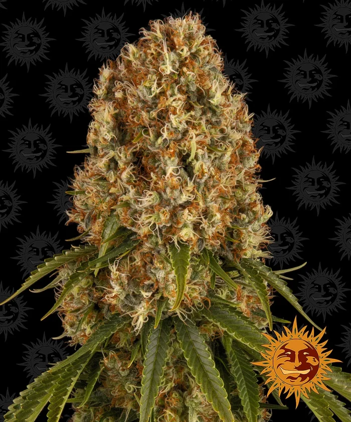 BARNEY'S FARM - ORANGE SHERBERT FEM Available while stocks last - Image 1