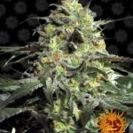 BARNEY'S FARM - PEYOTE COOKIES FEM Disponible dans la limite des stocks disponibles