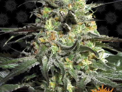BARNEY'S FARM - PEYOTE COOKIES FEM Available while stocks last