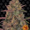 BARNEY'S FARM - PINEAPPLE CHUNK FEM