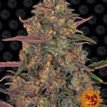 BARNEY'S FARM - PINEAPPLE CHUNK FEM