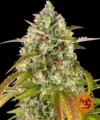 BARNEY'S FARM - PINEAPPLE EXPRESS AUTO FEM