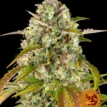 BARNEY'S FARM - PINEAPPLE EXPRESS AUTO FEM