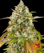 BARNEY'S FARM - PINEAPPLE EXPRESS AUTO FEM