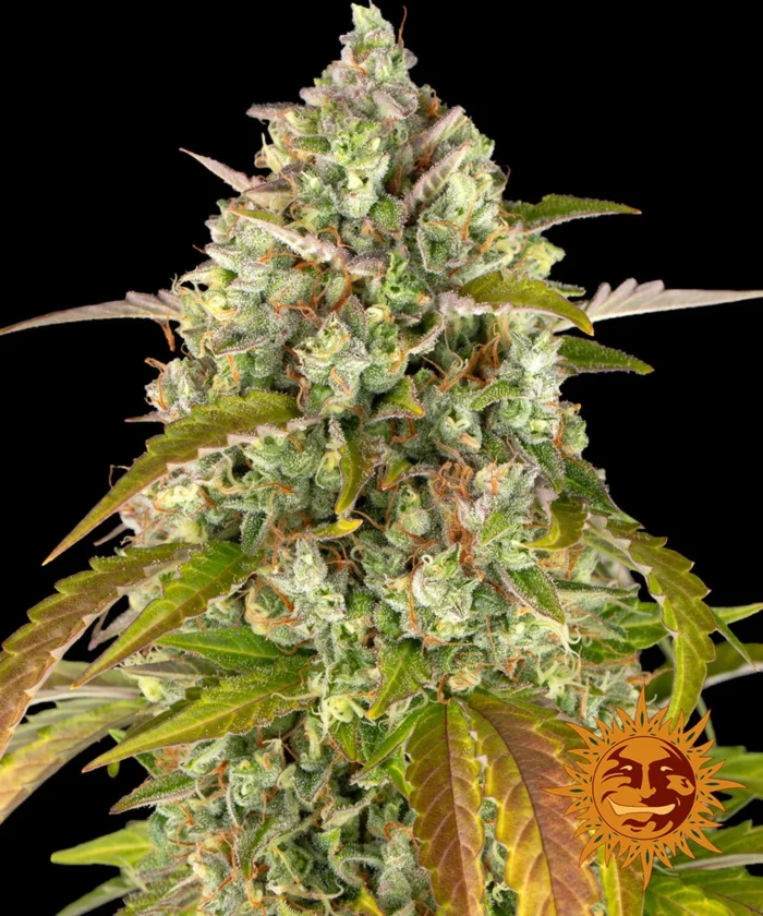 BARNEY'S FARM - PINEAPPLE EXPRESS AUTO FEM - immagine 1