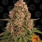 BARNEY'S FARM - PINK KUSH FEM Available while stocks last