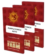 BARNEY'S FARM - PURPLE PUNCH AUTO FEM - immagine 2