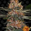BARNEY'S FARM - PURPLE PUNCH AUTO FEM