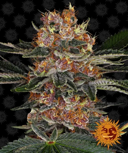 BARNEY'S FARM - PURPLE PUNCH AUTO FEM
