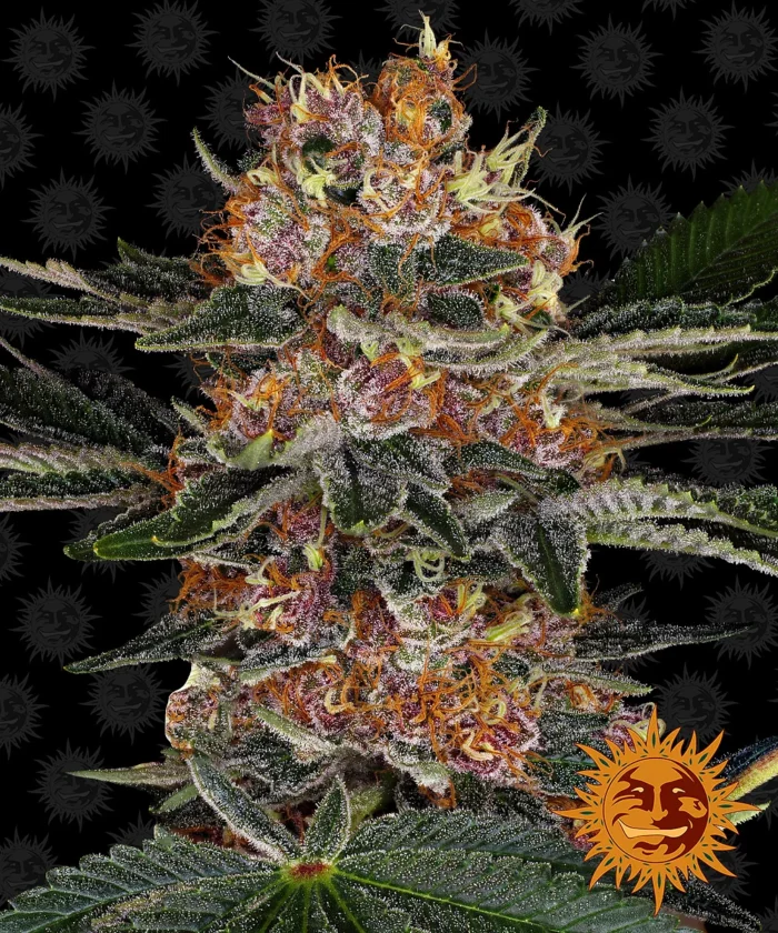 BARNEY'S FARM - PURPLE PUNCH AUTO FEM - immagine 1