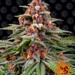 BARNEY'S FARM - RUNTZ AUTO FEM