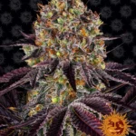 BARNEY'S FARM - RUNTZ x LAYER CAKE FEM