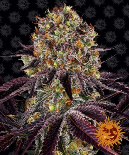 BARNEY'S FARM - RUNTZ x LAYER CAKE FEM