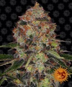 BARNEY'S FARM - SHISKABERRY FEM
