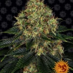 BARNEY'S FARM - SKYWALKER OG AUTO