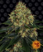 BARNEY'S FARM - SKYWALKER OG AUTO